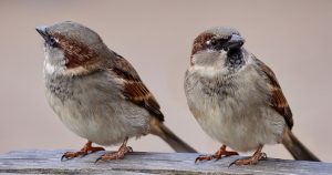 Two sparrows sitting on a wooden structure | Goldstein Chrysler Jeep Dodge RAM