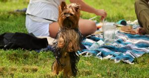 Terrier puppy standing on hind legs with people having a picnic in the background | Goldstein Chrysler Jeep Dodge RAM