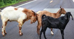 Goats in the middle of the road | Goldstein Chrysler Jeep Dodge RAM